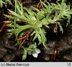 Saxifraga sponhemica (skalnica zwodnicza)