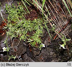 Saxifraga sponhemica (skalnica zwodnicza)