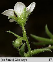 Saxifraga sponhemica (skalnica zwodnicza)