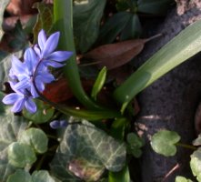 Scilla siberica (cebulica syberyjska)