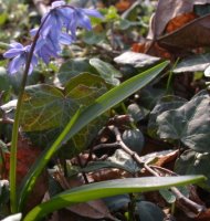 Scilla sibirica orth.var. (cebulica syberyjska)