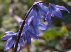 Scilla siberica (cebulica syberyjska)