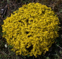 Sedum acre