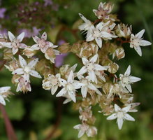 Sedum album