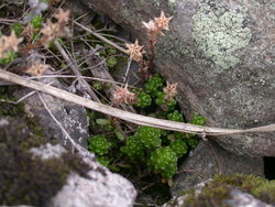 Sedum alpinum