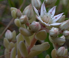 Sedum hispanicum