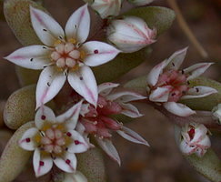 Sedum hispanicum