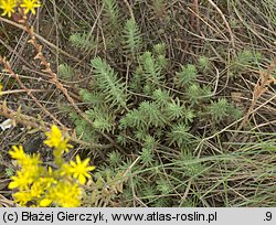 Petrosedum rupestre (rozchodnik ościsty)