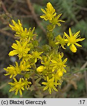 Petrosedum rupestre (rozchodnik ościsty)