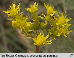 Petrosedum rupestre (rozchodnik ościsty)