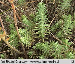 Petrosedum rupestre (rozchodnik ościsty)