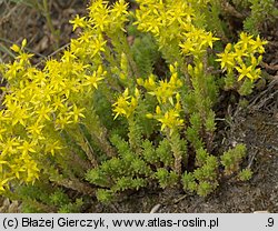 Sedum sexangulare (rozchodnik sześciorzędowy)