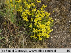 Sedum sexangulare (rozchodnik sześciorzędowy)