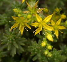 Sedum sexangulare (rozchodnik sześciorzędowy)