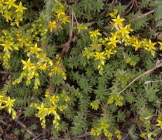 Sedum sexangulare (rozchodnik sześciorzędowy)