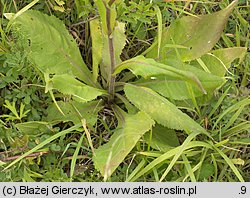 Senecio umbrosus (starzec cienisty)