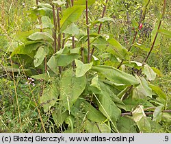 Senecio umbrosus (starzec cienisty)