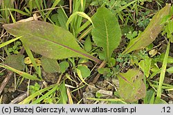 Senecio umbrosus (starzec cienisty)