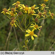 Senecio umbrosus (starzec cienisty)