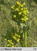 Senecio umbrosus (starzec cienisty)