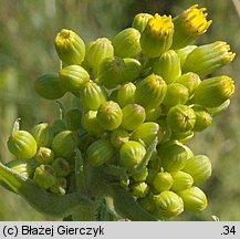 Senecio umbrosus (starzec cienisty)