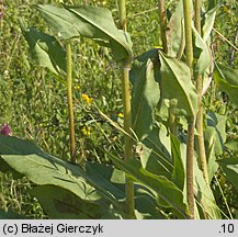 Senecio umbrosus (starzec cienisty)