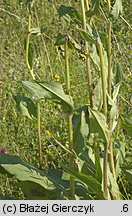 Senecio umbrosus (starzec cienisty)