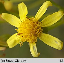 Senecio umbrosus (starzec cienisty)