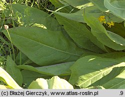 Senecio umbrosus (starzec cienisty)