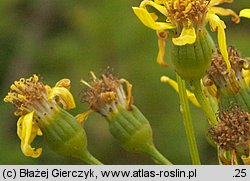 Senecio umbrosus (starzec cienisty)