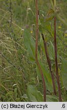 Senecio umbrosus (starzec cienisty)