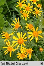 Senecio rivularis (starzec kędzierzawy)