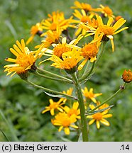 Senecio rivularis (starzec kędzierzawy)