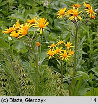 Senecio rivularis (starzec kędzierzawy)