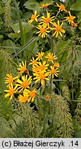 Senecio rivularis (starzec kędzierzawy)