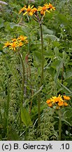 Senecio rivularis (starzec kędzierzawy)