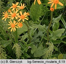 Senecio rivularis (starzec kędzierzawy)