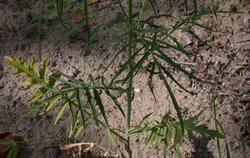 Sisymbrium altissimum