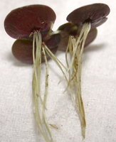 Spirodela polyrhiza