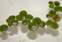 Spirodela polyrhiza