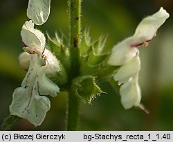 Stachys recta (czyściec prosty)