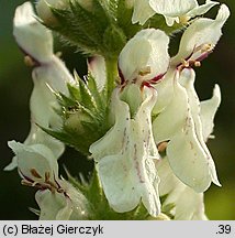 Stachys recta (czyściec prosty)