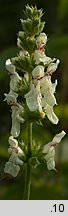 Stachys recta (czyściec prosty)