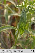 Stachys recta (czyściec prosty)