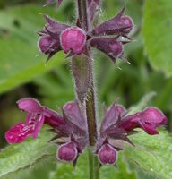 Stachys sylvatica