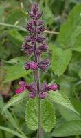 Stachys sylvatica