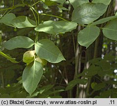 Staphylea pinnata (kłokoczka południowa)