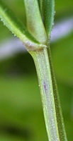 Stellaria graminea