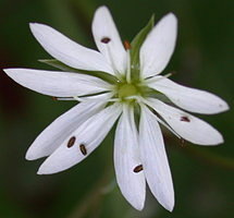 Stellaria graminea