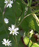 Stellaria graminea (gwiazdnica trawiasta)